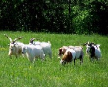 Ferrell Farm Boys
